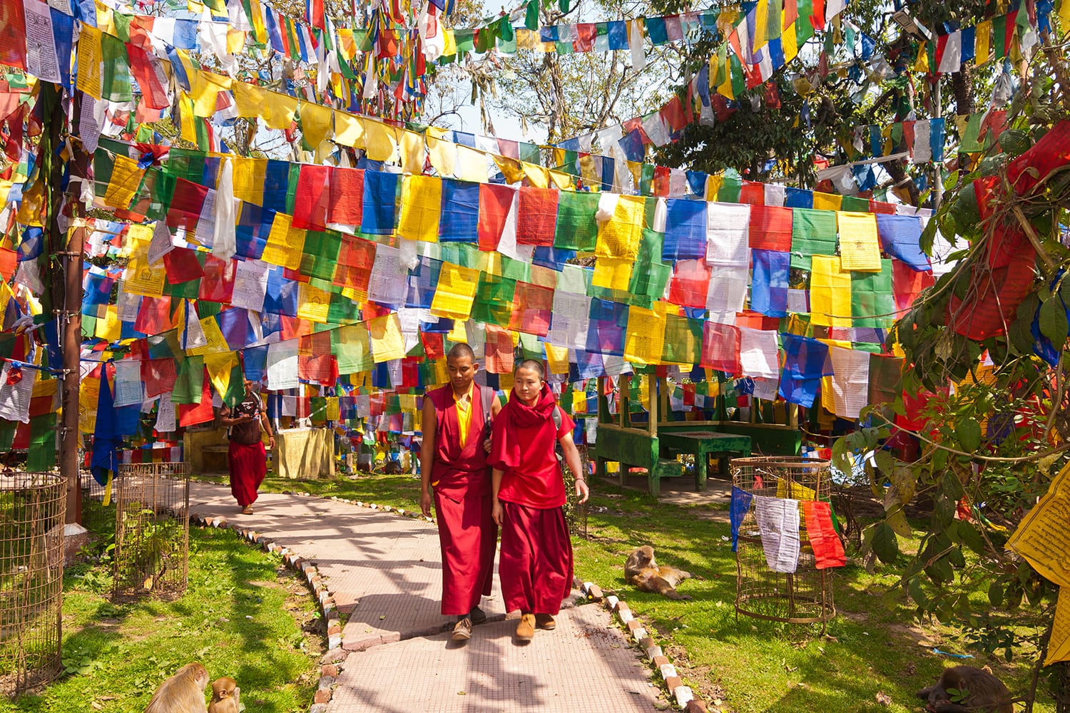 Tibetan monks walk through a temple pathway surrounded by colorful tibetan prayer flags in Darjeeling, West Bengal, India.