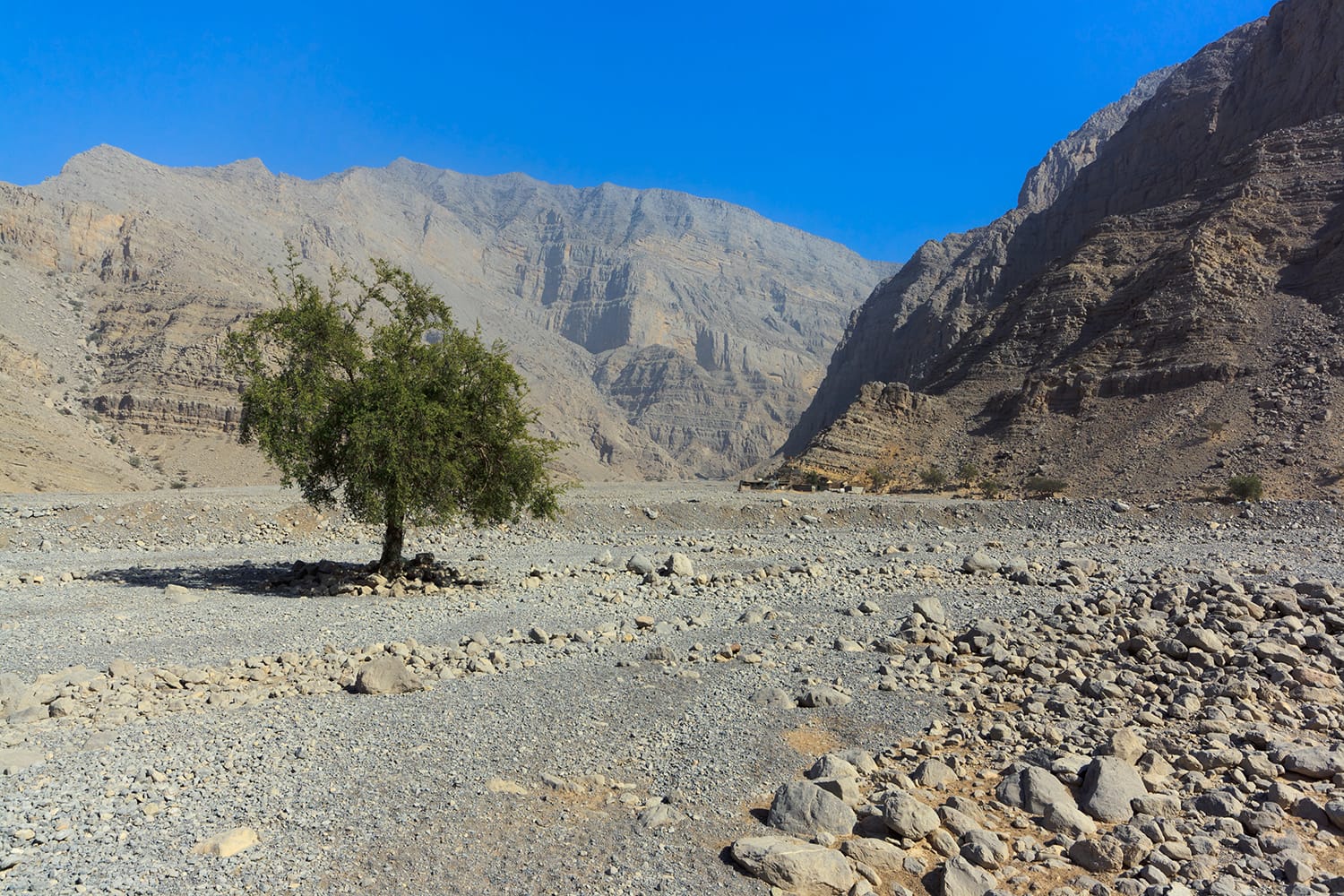 Lonely tree in the dry wash of Wadi Ghalilah, Emirate of Ras Al Khaimah, United Arab Emirates.