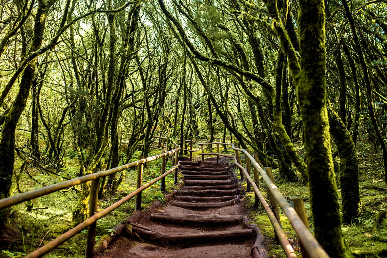 Evergreen forest in Garajonay national park with tourist footpath on La Gomera island in Spain