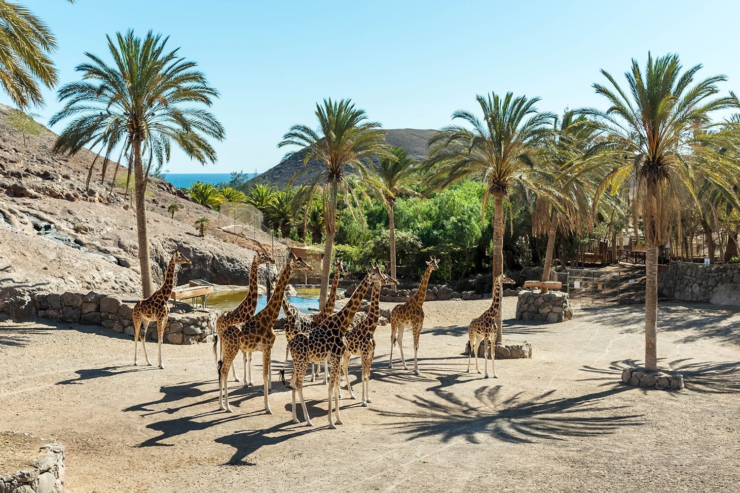Giraffes at the Oasis Wildlife Park in Fuerteventura, Canary Islands, Spain