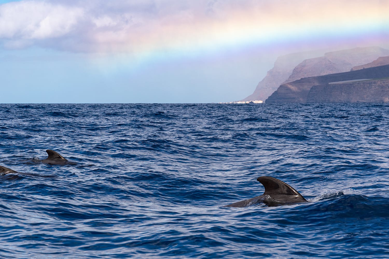 Whales near La Palma, Canary Islands