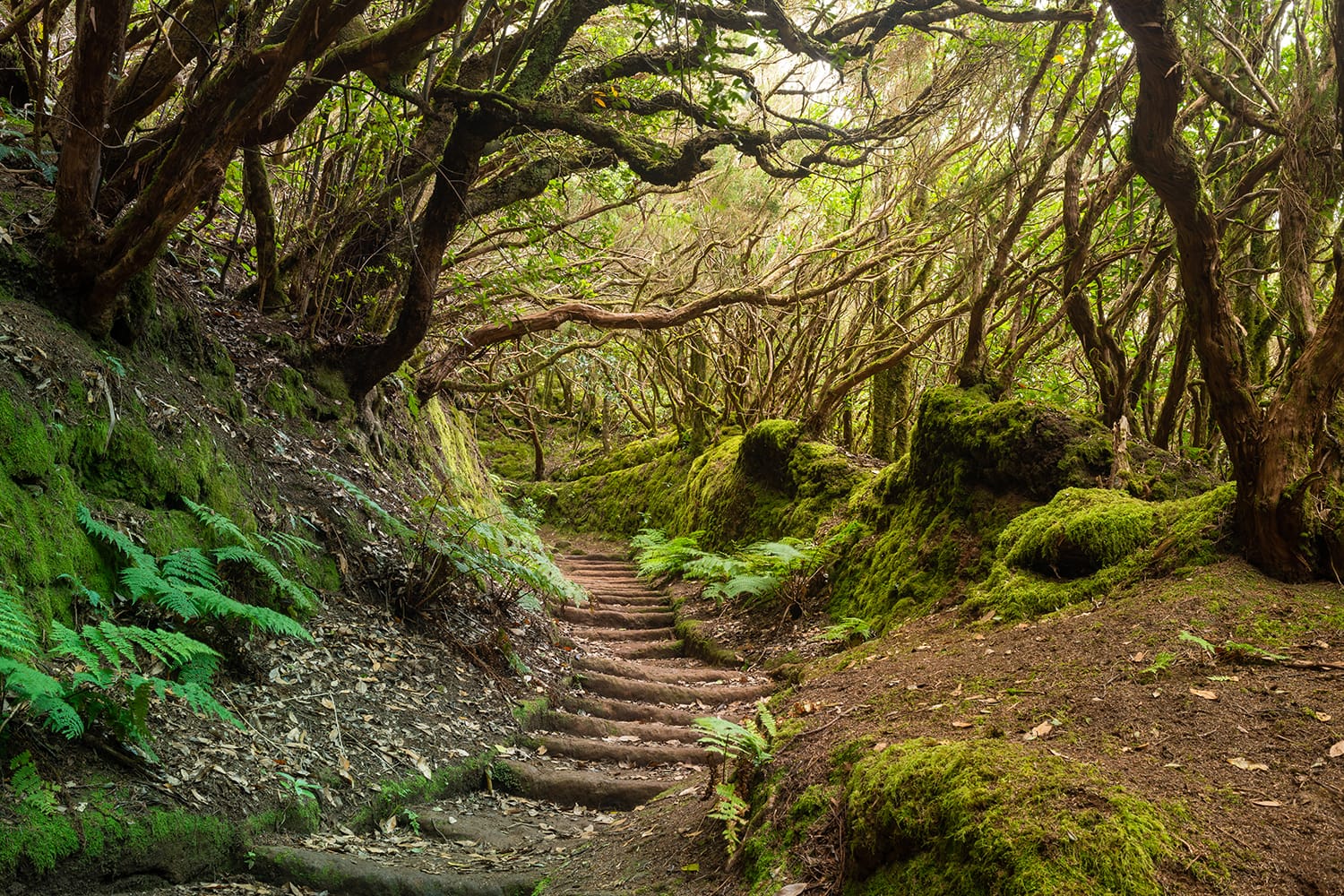 The path of the Enchanted forest in Anaga National Park, Tenerife, Canary Islands
