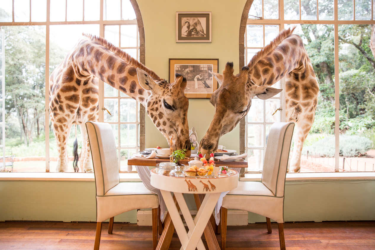 Giraffe Manor, Nairobi, Kenya 