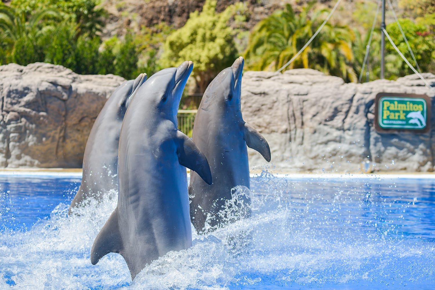 Dolphins show at Palmitos Park in Maspalomas, Gran Canaria, Spain