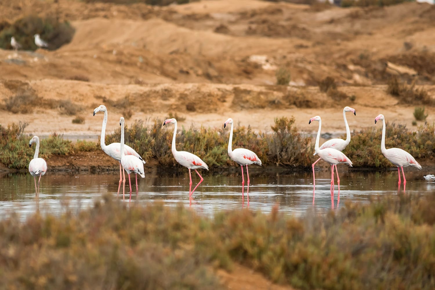 Flamingos at Ria Formosa Natural Park in Portugal