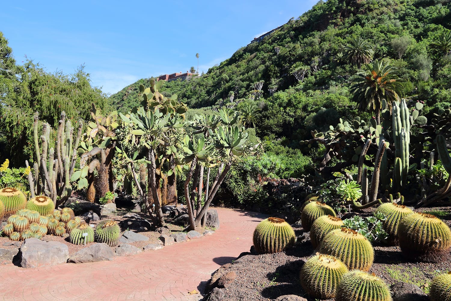 Jardin Canario - botanical garden of Gran Canaria, Spain.