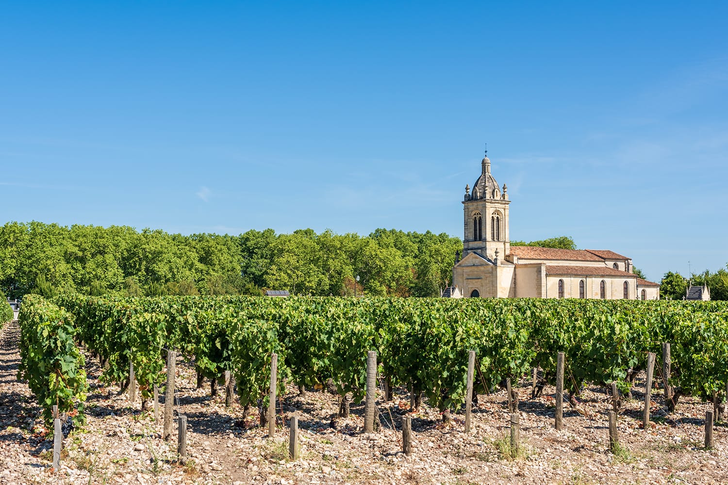 Vineyard in Medoc (France), a famous wine-producing region near Bordeaux