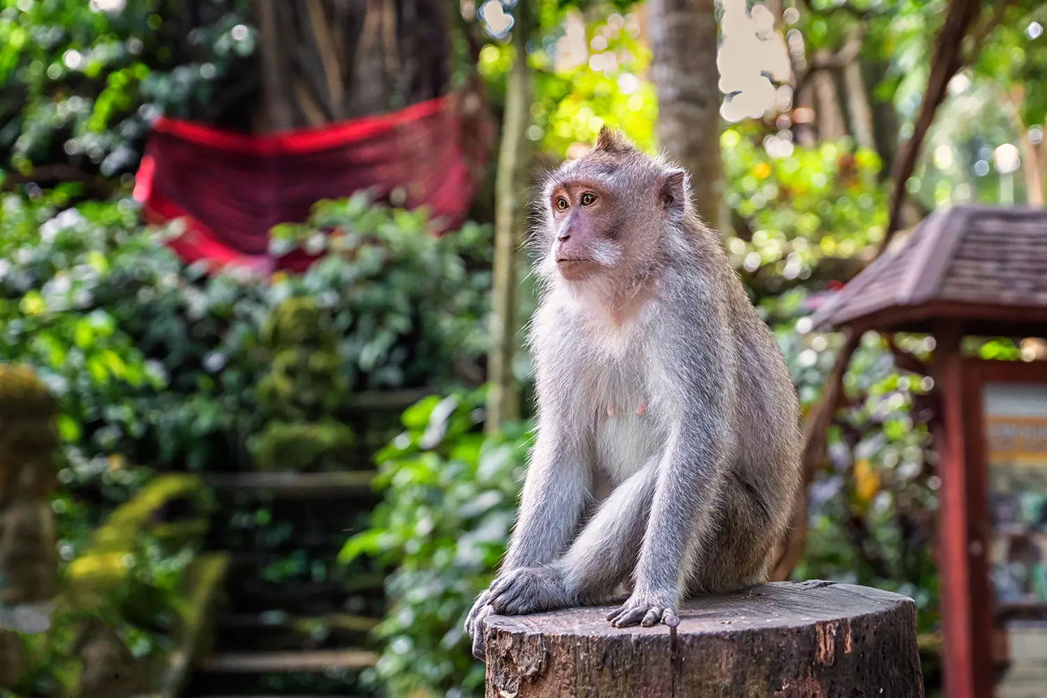 Young macaque sittng on trees in the forest in Bali