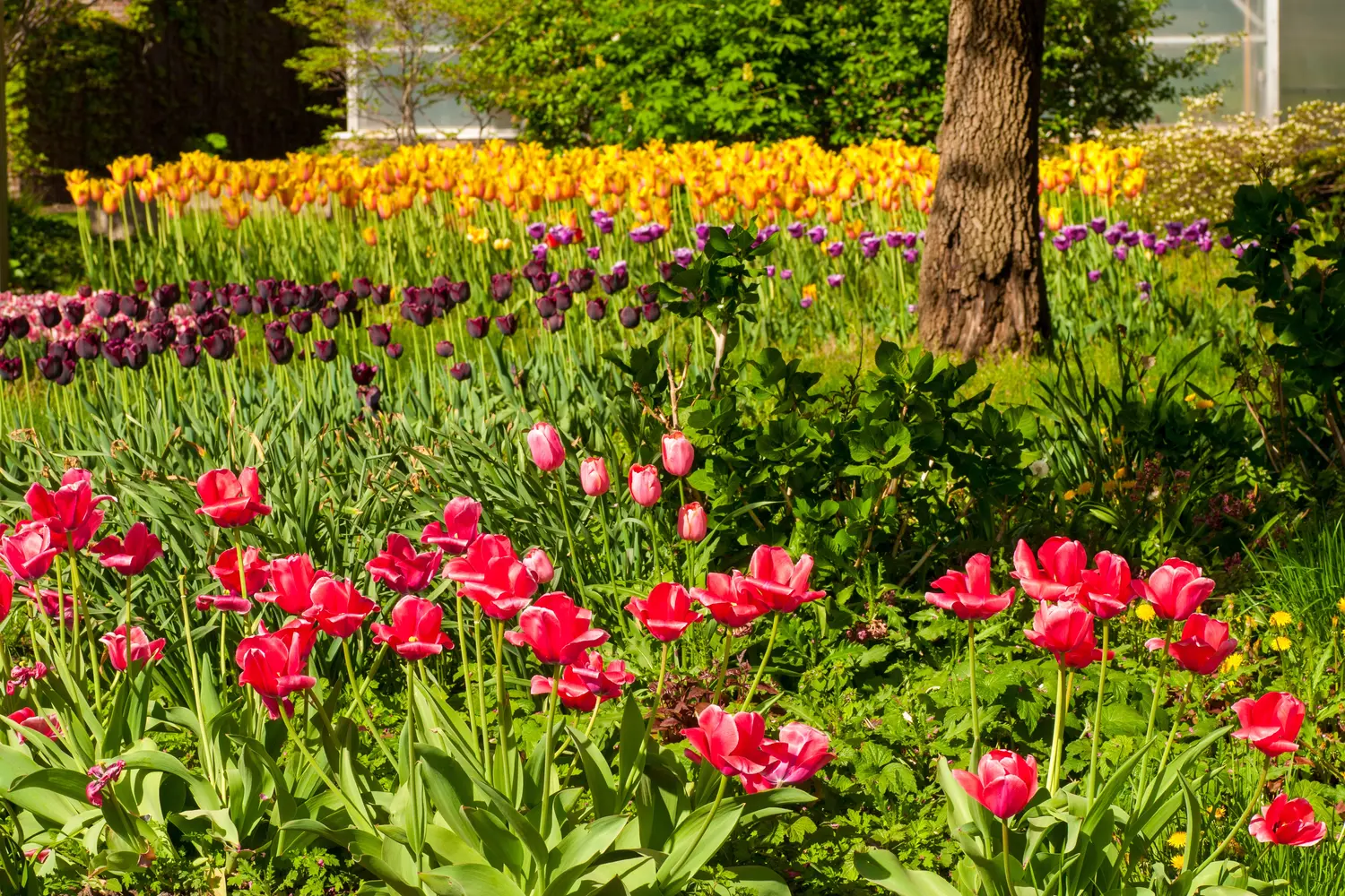 Tulips at the Botanical Garden in Cleveland, Ohio