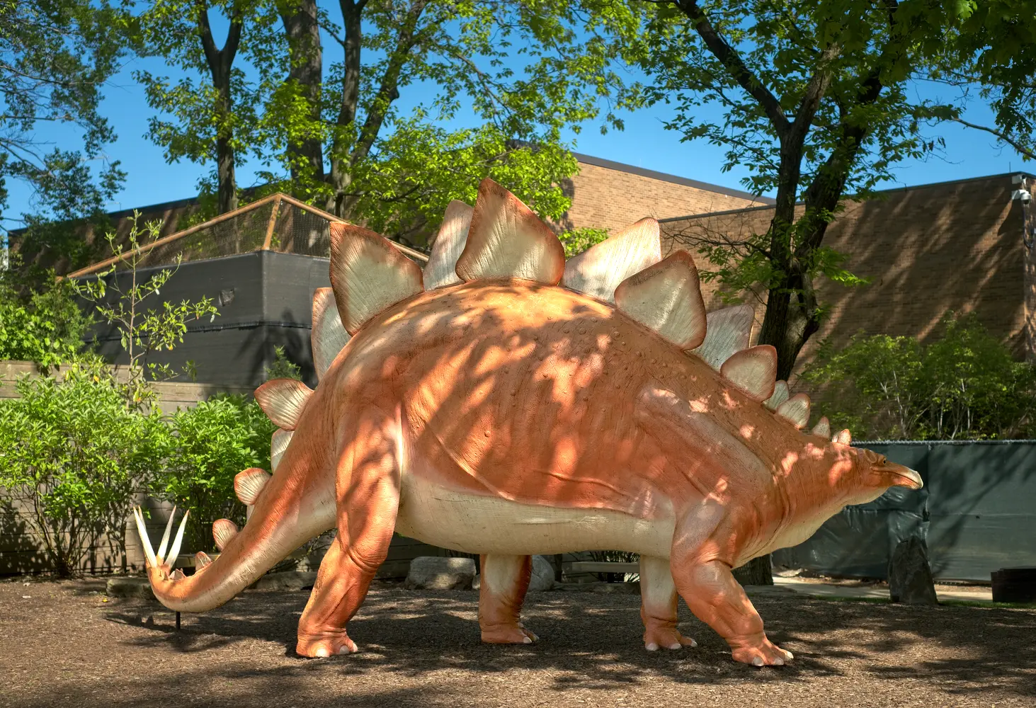 Steggy, the popular full-scale stegasaurus model outside the Cleveland Museum of Natural History