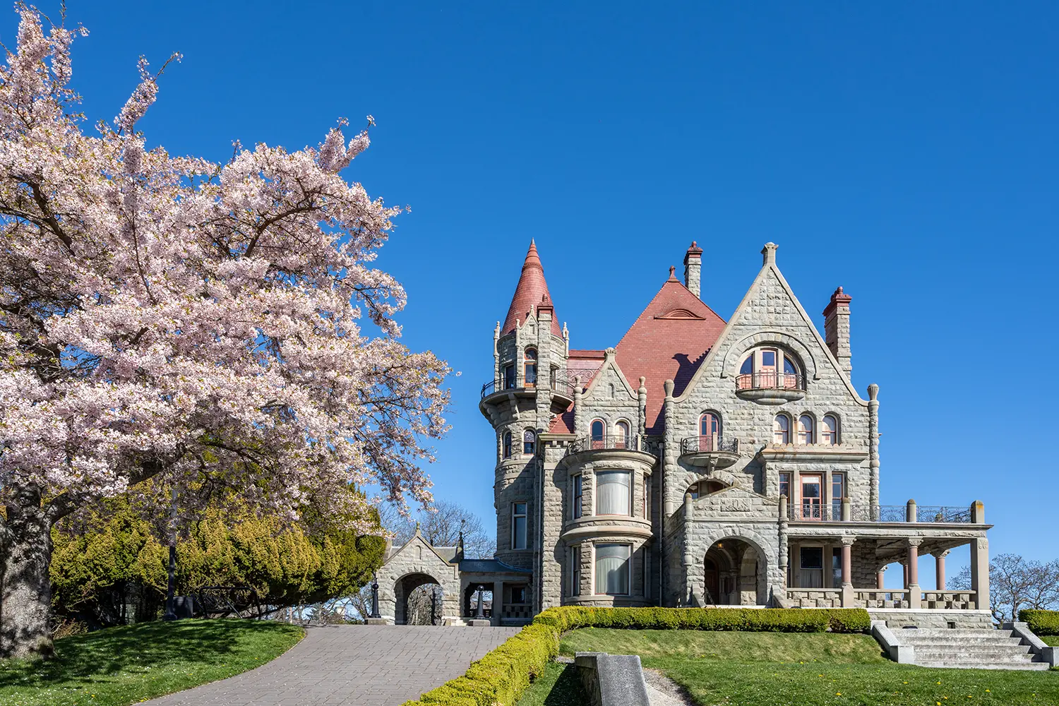 Craigdarroch Castle exterior with full bloom cherry blossom during springtime season. Victoria, BC, Canada.