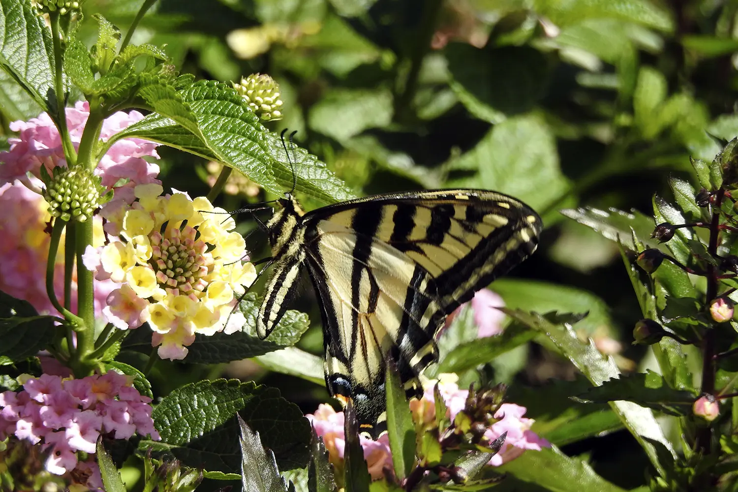 Victoria Butterfly Garden, Vancouver Island British Columbia - Canada