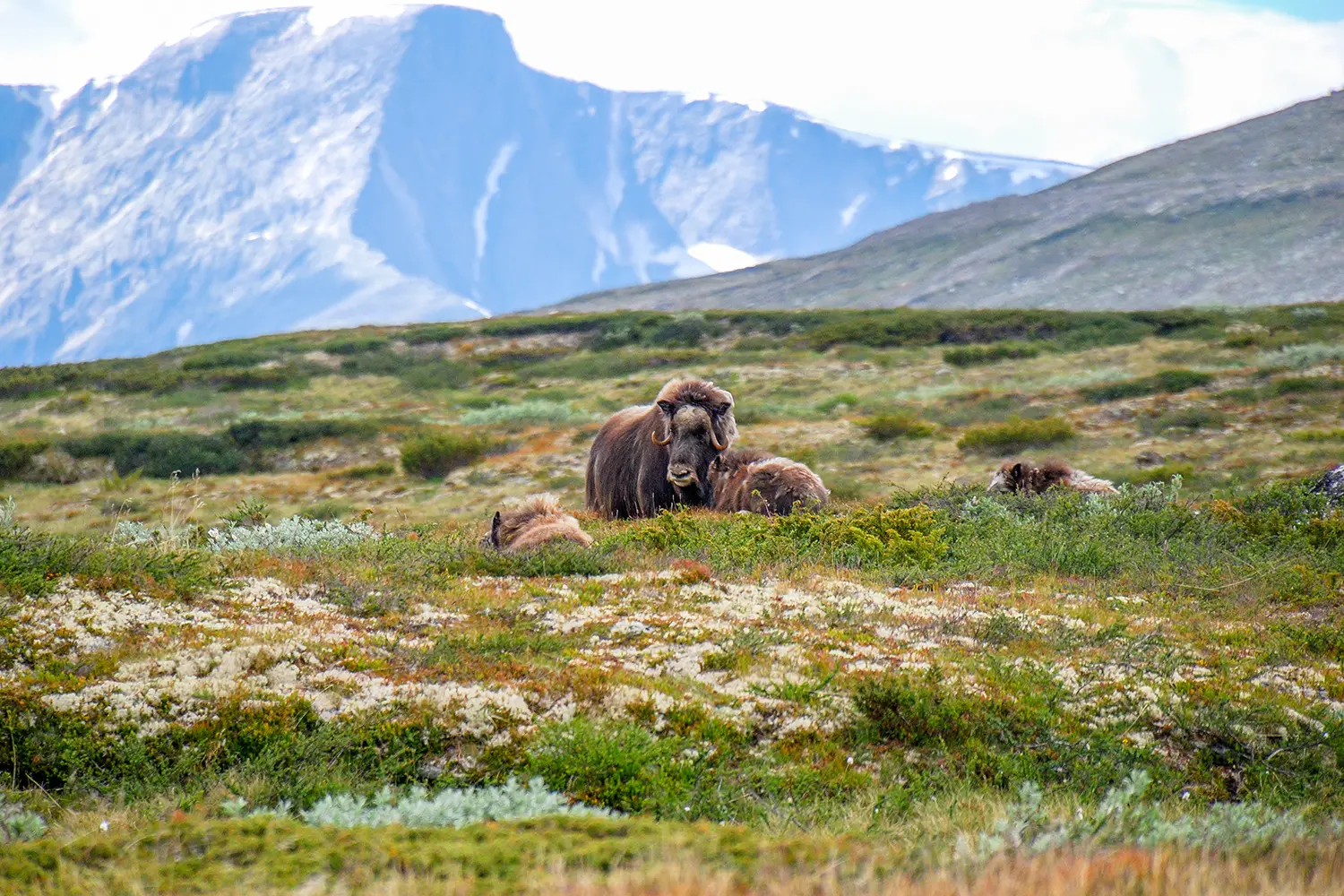 The muskox (Ovibos moschatus), or musk ox/musk-ox, is an Arctic hoofed mammal of the family Bovidae. Plateau/mountain natural environment. Dovrefjell–Sunndalsfjella National Park, Norway.