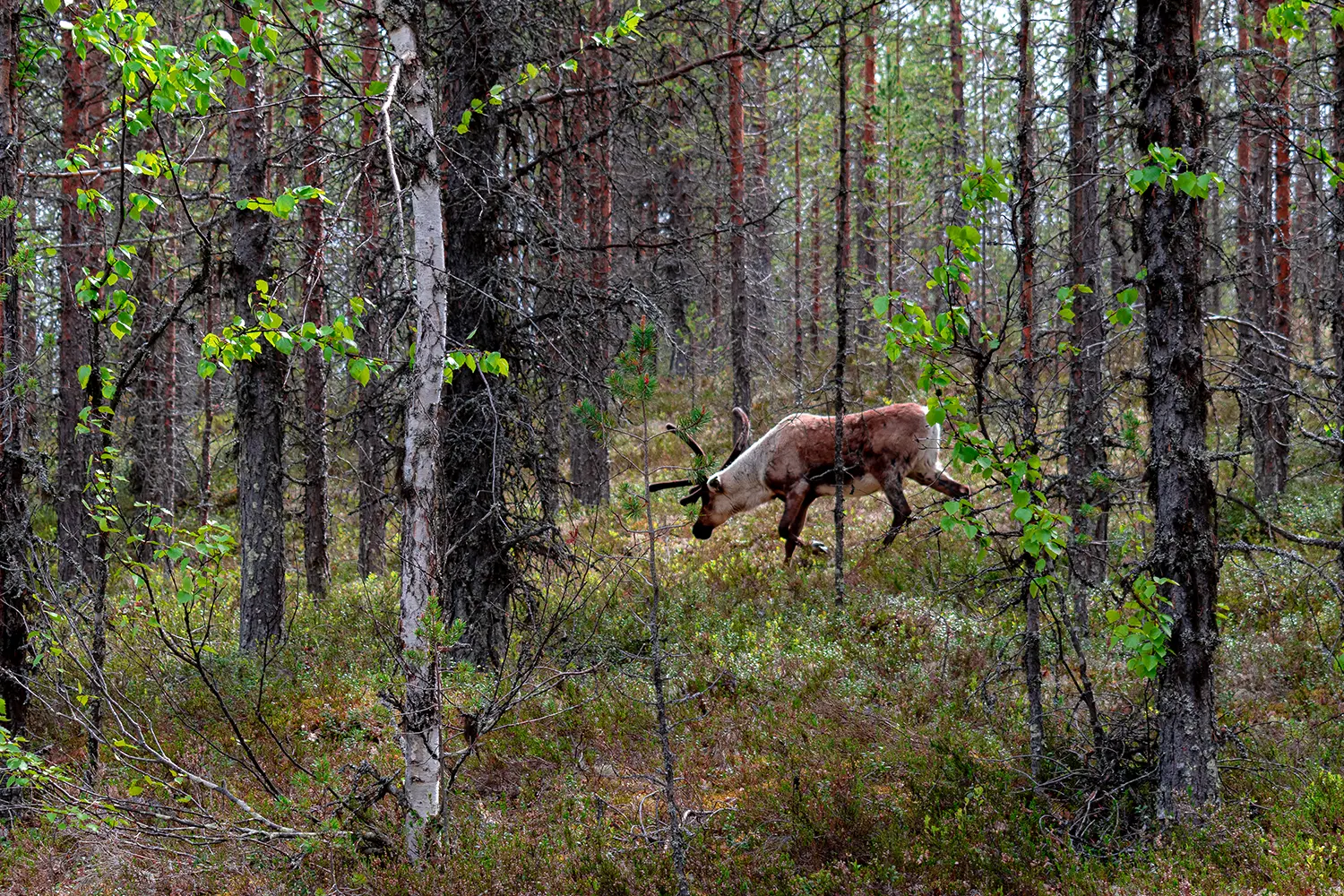 Reindeer in the forest. Shot in Northern Sweden in Sonfjallets national park.