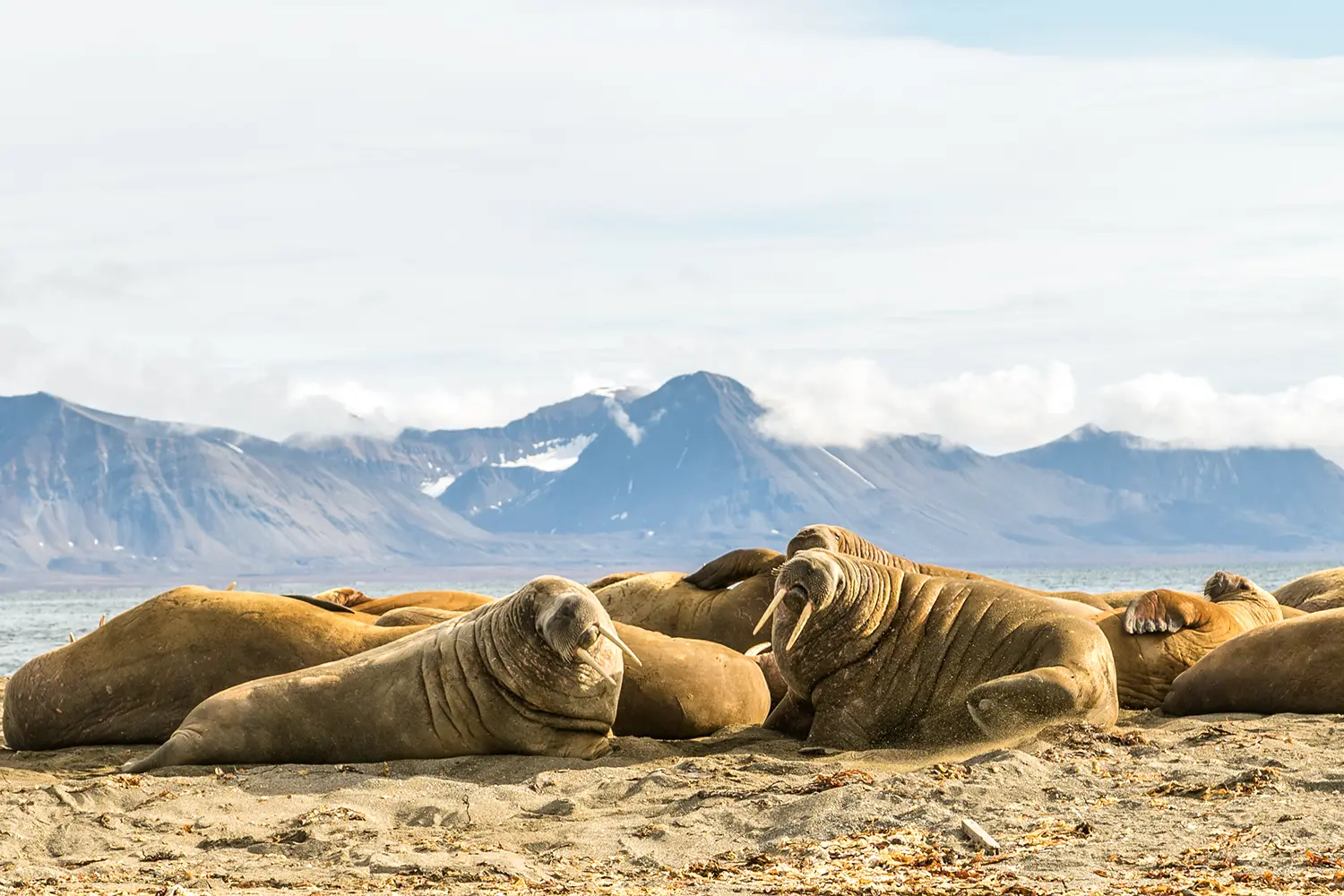 Group of walruses on Prins Karls Forland, Svalbard