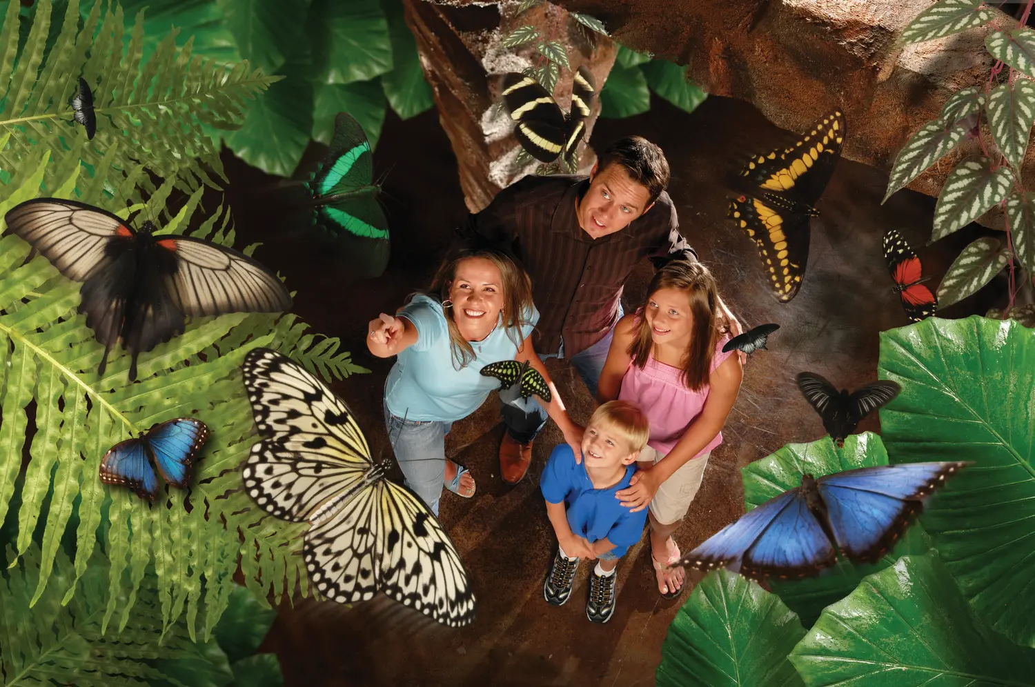A family admiring the colorful butterflies at the Butterfly Palace in Branson, MO.