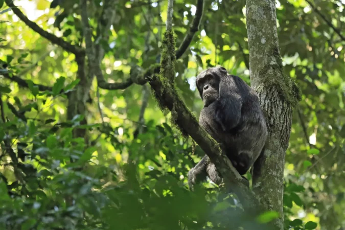 Chimpanzee at Kibale National Park in Uganda