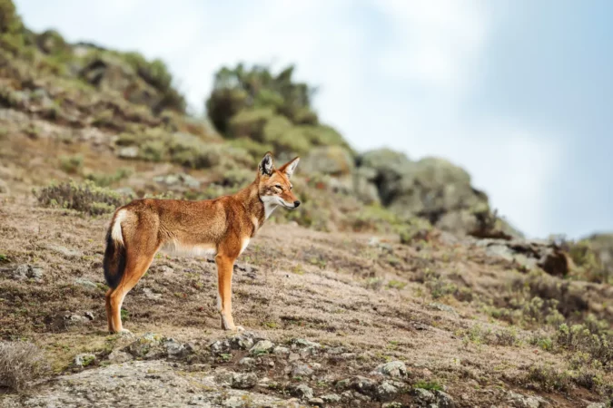 Close up of a rare and endangered Ethiopian wolf (Canis simensis) - native to the Ethiopian Highlands, Bale mountains, Ethiopia.