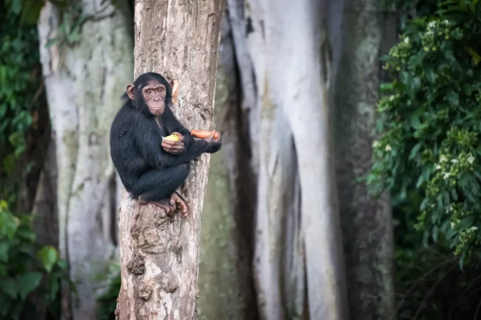 Chimpanzee at the Ngamba Island Chimpanzee Sanctuary in Uganda