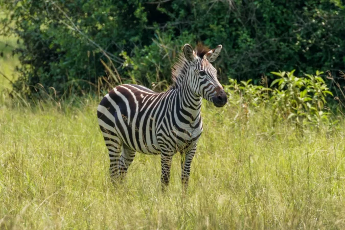 Zebra at the Lake Mburo National Park in Uganda