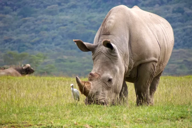 Wild white rhinoceros grazing