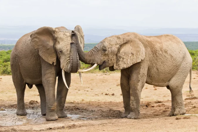 African elephants touching each other with their trunks at the Addo Elephant National Park in South Africa
